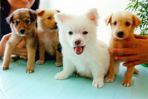 Dog Names for Girls